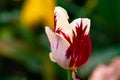 Tulip flower in the garden, close up shot with shallow depth of field Royalty Free Stock Photo