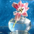 tulip flower bouquet glass vase blue background bokeh textured