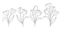 Tulip flower graphic outline style.