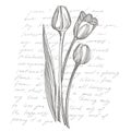 Tulip flower graphic sketch illustration. Botanical plant illustration. Vintage medicinal herbs sketch set of ink hand