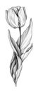Tulip flower graphic tattoo design illustration