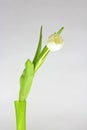 Tulip flower in a green jar while ap[plying rule of thirds