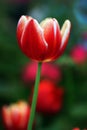 Tulip flower with green leaf background Royalty Free Stock Photo