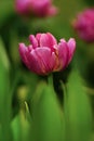 Tulip flower with green leaf background Royalty Free Stock Photo