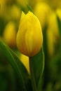 Tulip flower with green leaf background Royalty Free Stock Photo