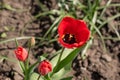 Tulip flower with green leaf background in tulip field at winter or spring day for postcard beauty decoration Royalty Free Stock Photo