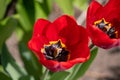 Tulip flower with green leaf background in tulip field at winter or spring day for postcard beauty decoration Royalty Free Stock Photo