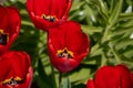 Tulip flower with green leaf background in tulip field at winter or spring day for postcard beauty decoration Royalty Free Stock Photo