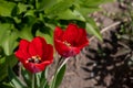 Tulip flower with green leaf background in tulip field at winter or spring day for postcard beauty decoration Royalty Free Stock Photo