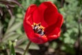 Tulip flower with green leaf background in tulip field at winter or spring day for postcard beauty decoration Royalty Free Stock Photo