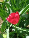 Tulip flower with green leaf background in tulip field at winter or spring day for postcard beauty decoration Royalty Free Stock Photo