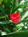 Tulip flower with green leaf background in tulip field at winter or spring day for postcard beauty decoration Royalty Free Stock Photo