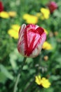 Tulip flower with green leaf background in tulip field at winter or spring day for postcard beauty decoration