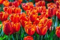 Tulip flower and green leaf background in tulip field at winter or spring day for postcard beauty decoration and agriculture Royalty Free Stock Photo