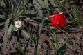 Tulip flower with green leaf background in tulip field at winter or spring day for postcard beauty decoration. Narcis Royalty Free Stock Photo