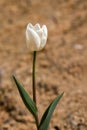 Tulip flower and green leave