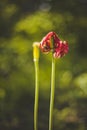 Tulips are finished flowering Royalty Free Stock Photo