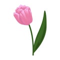 Tulip flower icon vector illustration design isolated