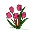 Tulip flower IlIustration as a decoration