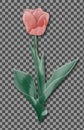 Tulip Flower Isolated. Fressh Holland Tulip Vector