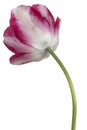 Tulip flower isolated Royalty Free Stock Photo