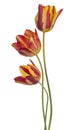 Tulip flower isolated