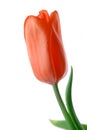 Tulip flower isolated on white Royalty Free Stock Photo