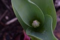 Tiny Tulip Bud with Leaf Swirl