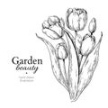 Tulip flower and leaves bouquet drawing Vector hand drawn engraved floral illustration Royalty Free Stock Photo