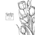 Tulip flower and leaves drawing border. Vector hand drawn engraved floral frame. Royalty Free Stock Photo