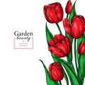 Tulip Flower And Leaves Drawing Border. Vector Hand Drawn Floral Frame.