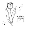 Tulip flower and leaves drawing. Vector hand drawn engraved flor Royalty Free Stock Photo