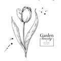 Tulip flower and leaves drawing. Vector hand drawn engraved flor Royalty Free Stock Photo