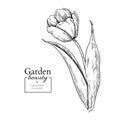 Tulip flower and leaves drawing. Vector hand drawn engraved flor Royalty Free Stock Photo