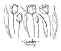 Tulip flower and leaves drawing. Vector hand drawn engraved flor Royalty Free Stock Photo