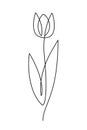 Tulip flower line art. One line artwork. Minimalist contour drawing - vector Royalty Free Stock Photo