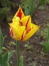 Tulip flower 'Mona Lisa' (stripes or flames of red, yellow background) Royalty Free Stock Photo