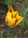 Tulip flower 'Mona Lisa' (stripes or flames of red, yellow background ) Royalty Free Stock Photo