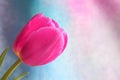 Tulip flower : Mothers Day Valentines Stock Photos Royalty Free Stock Photo