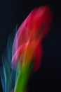 Tulip flower in motion with trace on black background Royalty Free Stock Photo