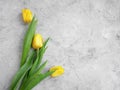 Tulip flower natural concrete background frame bunch design