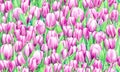 tulip flower pattern pastel pink Watercolor Royalty Free Stock Photo