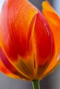 Tulip Flower Petal Glow