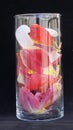 Tulip flower petals many colors in glass vase Royalty Free Stock Photo
