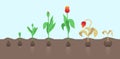 Tulip flower plant. Tulipa gesneriana. Growth stages. Growing period steps. Harvest animation progression. Fertilization