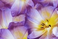 Tulip flower purple.   Floral spring background.   Close-up. Royalty Free Stock Photo