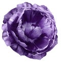 tulip flower purple. isolated on a white background. No shadows with clipping path. Close-up. Royalty Free Stock Photo