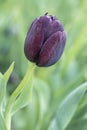 Tulip flower Queen of Night Royalty Free Stock Photo