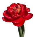 Tulip flower in red. Isolated transparent png attached Royalty Free Stock Photo