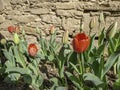 Tulip flower in red. Isolated transparent png attached Royalty Free Stock Photo